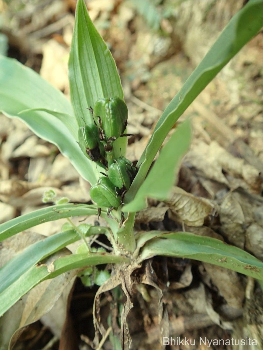 Chlorophytum heynei Baker